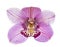 Pink orchid isolated on white background vector