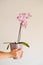 Pink orchid in a lilac pot in hands on a light background.Growing orchids.Houseplants in pots.Growing houseplants in