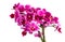 Pink orchid with many flowers on a white background