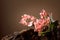 Pink orchid on an old wooden snag