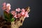 Pink orchid on an old wooden snag