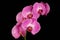 Pink orchid Orchidaceae flower on the black background