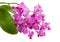 Pink orchid phalaenopsis