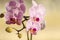 Pink Orchid, Phalaenopsis