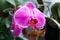 Pink orchid phalaenopsis beautiful tropical flower