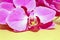 Pink Orchid phalaenopsis brench on a golden paper background.