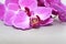 Pink Orchid phalaenopsis brench on a silver or grey paper background.