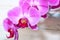 Pink Orchid phalaenopsis brench on a wooden background. Beautiful indoor flowers