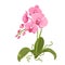 Pink orchid phalaenopsis flower isolated roots