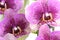 Pink Orchid ( Phalaenopsis ) - macro image