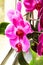 Pink Orchid phalaenopsis in pot on a window. Gift
