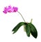 Pink orchid phalaenopsis whole plant