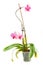 Pink orchid. Room flower in transparent flowerpot