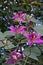 Pink orchid tree flowers, Bauhinia blakeana, on garden, Rio