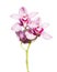 Pink orchid. Tropical flower branch isolated on white background. Clipping path saved