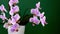 Pink orchid two branches. White purple phalaenopsis buds. Phalaenopsis indoor flower. Flowers on a green background