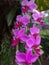 pink orchid type flower plant.