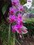 pink orchid type flower plant.