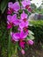 pink orchid type flower plant.