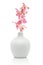 Pink orchid in white vase