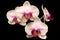 Pink orchids