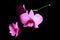 Pink Orchids