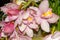 Pink Orchids - Cymbidium