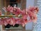 Pink Orchids Cymbidium with garland lights on the background for Valentine`s day or Mother day or Woman day post card or wedding