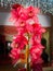 Pink Orchids Cymbidium with garland lights on the background for Valentine`s day  or Mother day or Woman day post card or wedding