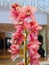 Pink Orchids Cymbidium with garland lights on the background for Valentine`s day  or Mother day or Woman day post card or wedding