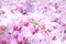 Pink orchids garden background.