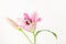 Pink Oriental lily flower and bud