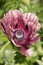 Pink Oriental Poppy