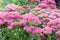 Pink ornamental autumn garden plants, Autumn Stonecrop