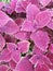 Pink ornamental leaf texture background