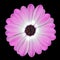 Pink Osteospermum Daisy or Cape Daisy Flower