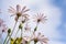 Pink osteospermum flowers