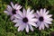 Pink Osteospermum flowers with raindrops