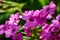 Pink oxalis corymbosa group of flowers