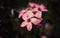 Pink oxalis flower