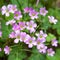 Pink oxalis(Oxalis corymbosa)