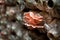 Pink oyster mushroom