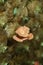 Pink oyster mushroom (Pleurotus djamor) on spawn bags