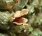 Pink oyster mushroom (Pleurotus djamor) on spawn bags