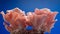 Pink oyster mushrooms on blue background