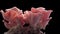 Pink oyster mushrooms growing on black background time lapse in 4 day