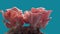 Pink oyster mushrooms growing on blue background time lapse in 4 day