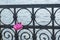 Pink padlock in shape of heart on forged metal border of bridge on the river. Symbol of love and fidelity of the newlyweds.