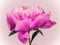 Pink paeony flower