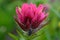 Pink Paintbrush Bloom Close Up